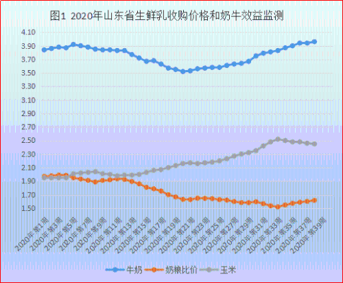 山东大祘最新价格行情分析