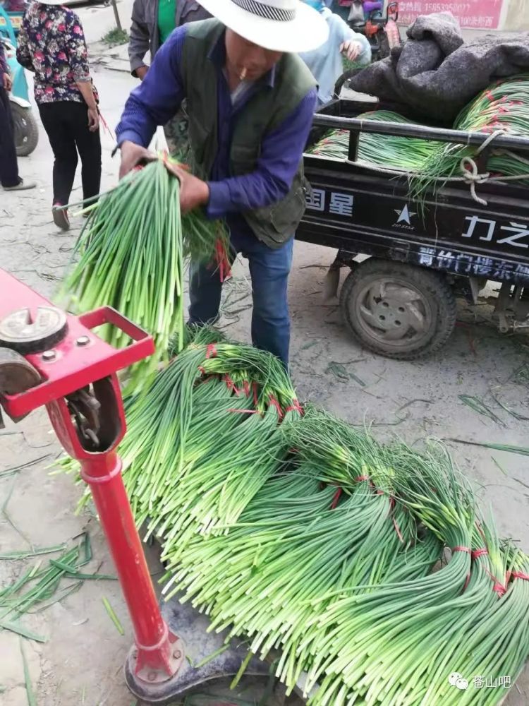 苍山蒜苔最新出库价格及市场动态分析